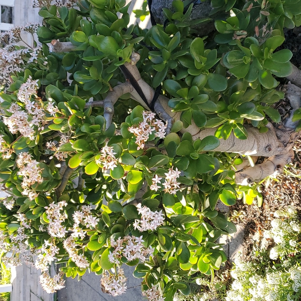 Jade Plant - Picture 4 of 5